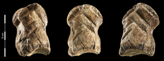 Der ca. 51.000 Jahre alte, verzierte Riesenhirschknochen von der Einhornhöhle (V. Minkus, © NLD).