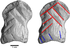 microCT-Scan mit Markierung der Einkerbungen. Rot markiert sind die sechs Kerben, die das Winkelmuster erzeugen, blau markiert sind begleitende Kerben (Grafik: A. Tröller-Reimer/D. Leder, © NLD).