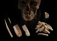 Männlicher Schädel und Steinwerkzeuge aus Groß Fredenwalde (Brandenburg), etwa 7.000 Jahre alt. Diese Jäger und Sammler lebten zeitgleich mit den ersten europäischen Bauern ohne sich zu vermischen