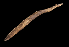 Dieses Wurfholz ist das erste Holzartefakt vom Speerhorizont und wurde vor genau 30 Jahren (1994) aufgefunden. Es wurde wahrscheinlich zur Jagd auf kleine, schnelle Jagdtiere wie Hasen und Vögel verwendet (Foto: V. Minkus/MINKUSIMAGES, NLD).