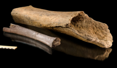 Die Knochen gehören zum Skelett des Waldelefanten, einem der größten Tiere der Eiszeit. Ihre Oberflächen sind außergewöhnlich gut erhalten (© Volker Minkus/MINKUSIMAGES, Niedersächsisches Landesamt für Denkmalpflege).