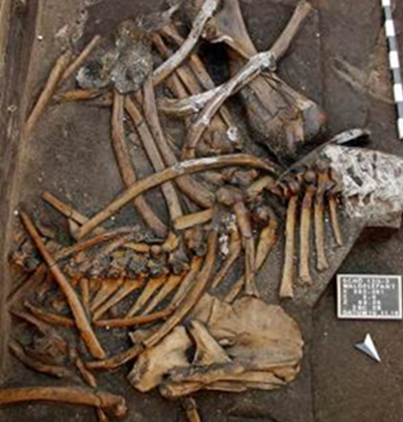 300.000 Jahre alter Elefant aus Schöningen fast vollständig erhalten