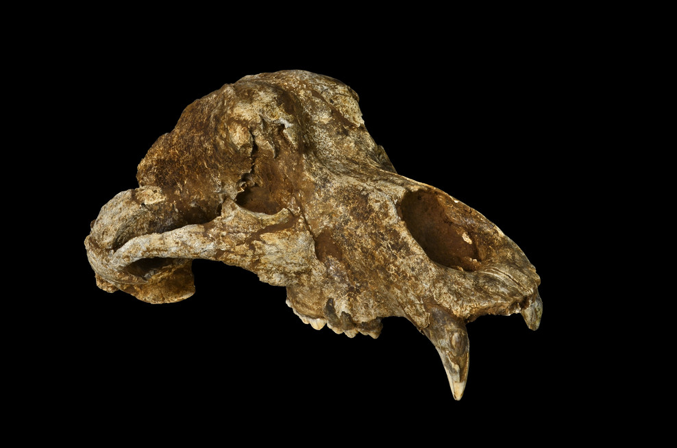 Ein neuer Höhlenbärenschädel von der Einhornhöhle