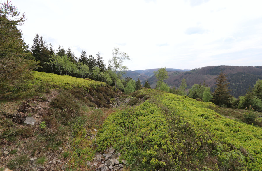 Der Berg schreit! Zur Herkunft der tiefen Risse auf der Kuppe des Rammelsberges