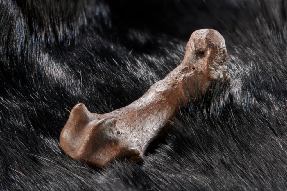 Fund in Schöningen: Menschen nutzen Bärenfelle seit mindestens 300.000 Jahren
