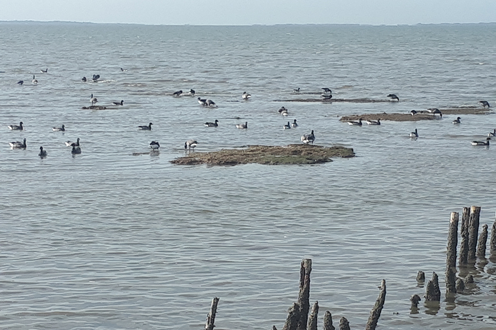 Die Küste – Konfliktort zwischen Mensch und Natur?