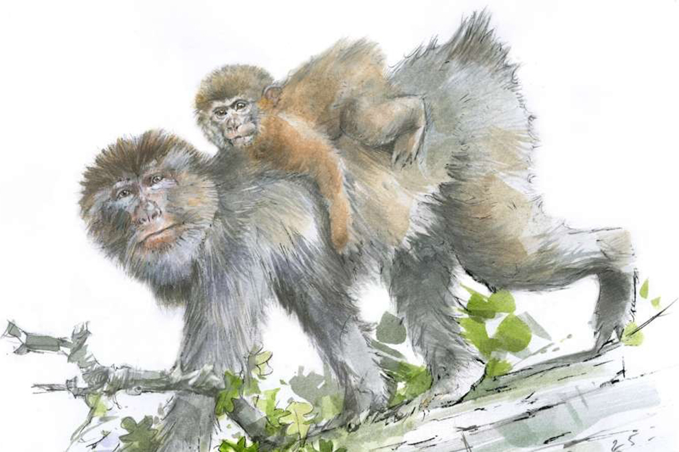 Berberaffen in Norddeutschland: Forscher finden über 300.000 Jahre alten Zahn